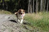 BERGER AUSTRALIEN 030